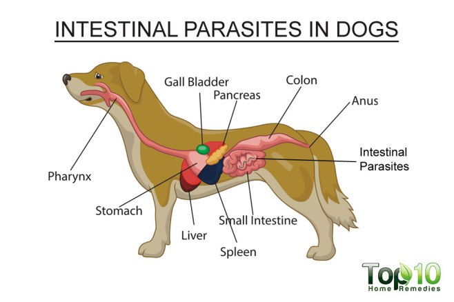 diag-intestinal-parasites-i